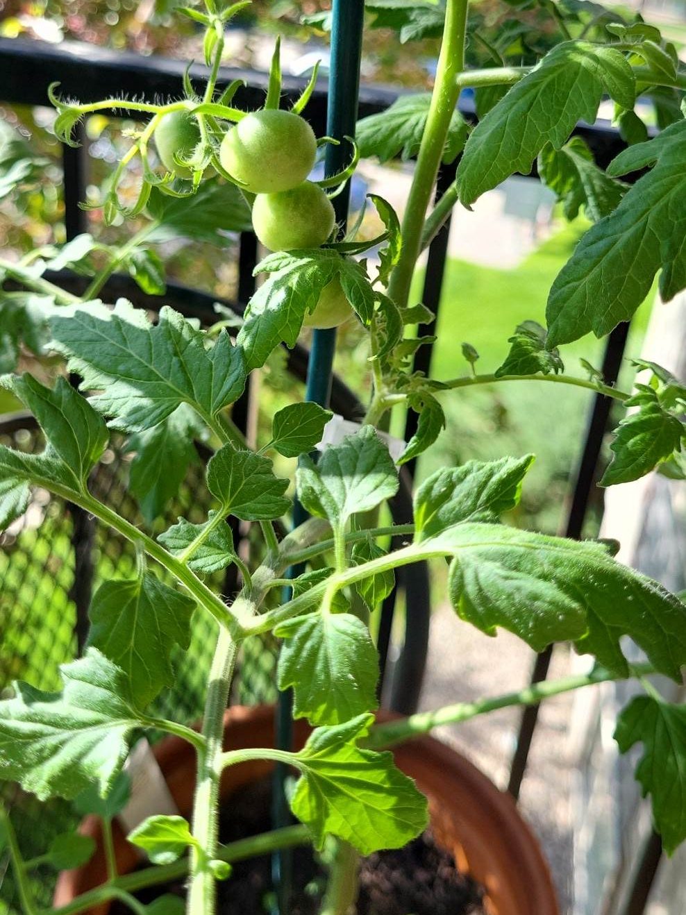 Young tomato plant with tiny green tomatoes. 